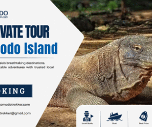 Private Komodo Island Tour 5 Ways to Choose the Right Trip