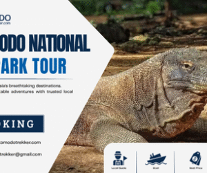 Komodo National Park Tour Guide to Choose the Right Trip