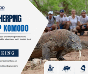 Herping Trip Komodo: Discover the Reptile Wildlife of Komodo National Park