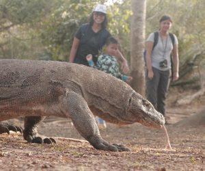 Ini Saat Terbaik Melihat Komodo Saat Berwisata ke Labuan Bajo NTT