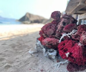 Pink Beach Pulau Padar. Begini Ceritanya | Komodo Trekker Blog