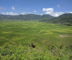 Spider Web Rice Field – Komodo Trekker